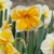 Narcis Orangery - 2 ks v balení