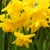 Narcis Winter Starlet - 2 ks v balení