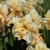 Narcis Casanova 1ks
