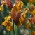 Iris Hollandica Bronze Beauty - 5 ks v balení