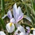 Iris Hollandica Carmen - 5 ks v balení