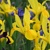 Iris Hollandica Stronggold - 5 ks v balení