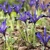 Iris Reticulata Blue Note - 5 ks v balení