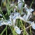 Iris Reticulata Frozen Planet - 5 ks v balení