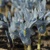 Iris Reticulata Sheila Ann Germany - 3 ks v balení