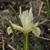 Iris Reticulata Louise - 3 ks v balení
