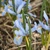 Iris Reticulata Blue Planet - 3 ks v balení