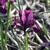 Iris Reticulata Rejoice - 3 ks v balení