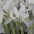 Iris Reticulata Polar Ice - 3 ks v balení