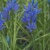 Camassia Blue Melody - 5 ks v balení
