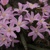 Chionodoxa Rose Queen - 5 ks v balení