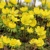 Eranthis Cilicica - 5 ks v balení