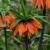 Korunkovka Beauty Orange