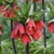 Korunkovka Beauty Red