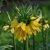 Korunkovka Beauty Yellow