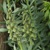 Korunkovka Persica Green Dreams