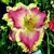 Laliovka Rose Sensation