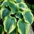 Hosta Norheim Exposure