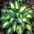 Hosta Saint Paul
