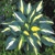 Hosta Gypsy Rose