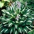 Hosta Risky Business