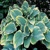 Hosta Sagae