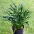 Hosta Praying Hands