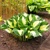 Hosta Pathfinder