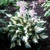Hosta Paul Revere