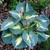 Hosta Thunderbolt