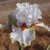 Iris veľkokvetý Scented Wonder