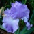 Iris veľkokvetý Perpetual Joy