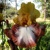 Iris veľkokvetý Living Legacy