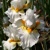 Iris veľkokvetý Citronáda