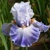 Iris veľkokvetý Meditace