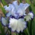 Iris veľkokvetý Ice Blue Web