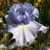 Iris veľkokvetý Blue Tit