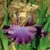 Iris veľkokvetý Opatorio