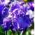 Iris veľkokvetý Cape Perpetua