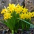 Narcis Golden Carpet - 5 ks v balení