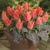 Tulipany Calypso - 3 ks v balení