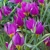 Tulipany Eastern Star - 5 ks v balení