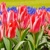 Tulipany Czaar Peter - 3 ks v balení