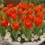 Tulipany Praestans Fusilier - 5 ks v balení