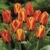Tulipany Cape Cod - 3 ks v balení