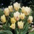 Tulipany White Fire - 3 ks v balení