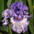 Iris veľkokvetý Sweet Geisha