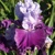 Iris veľkokvetý Purple Brocade