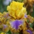 Iris veľkokvetý Good Morning Sunshine