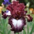 Iris veľkokvetý Huckleberry Sundae